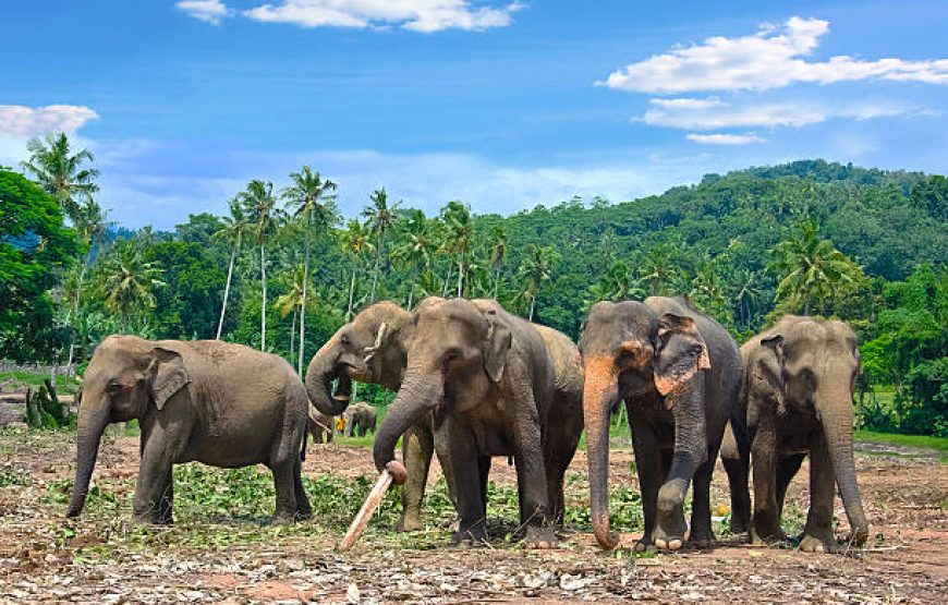 Dream Path of Sri Lanka